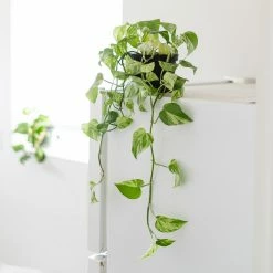 Perfect Plants All Houseplants Variegated Marble Queen Pothos Vine