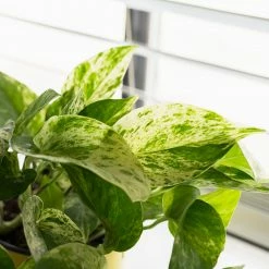 Perfect Plants All Houseplants Variegated Marble Queen Pothos Vine