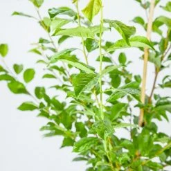 Perfect Plants Methley Plum Tree Plum Trees