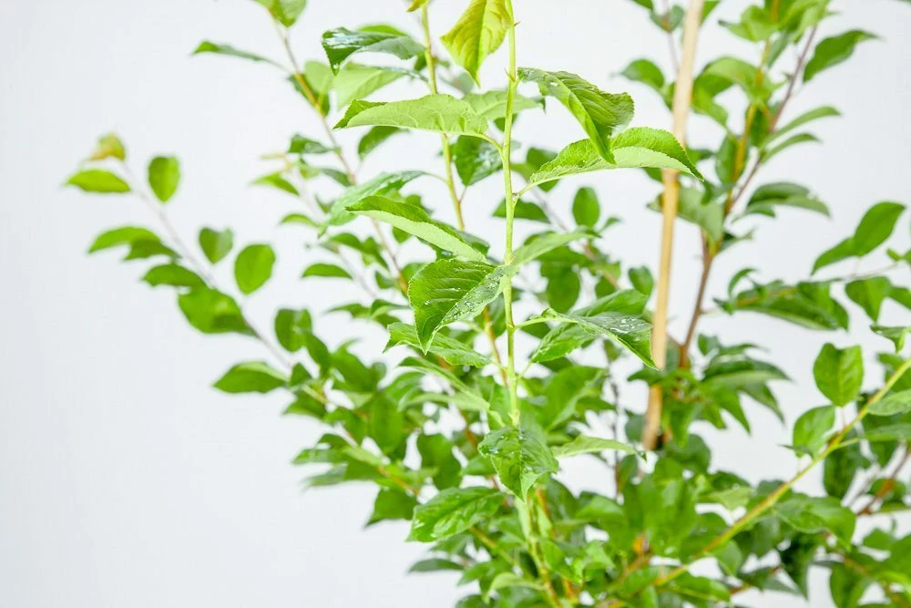 Perfect Plants Methley Plum Tree Plum Trees 2 Perfect Plants Methley Plum Tree Plum Trees