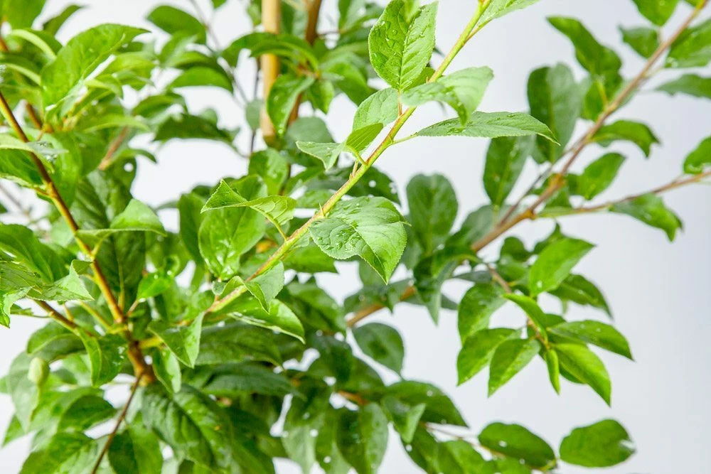 Perfect Plants Methley Plum Tree Plum Trees 3 Perfect Plants Methley Plum Tree Plum Trees