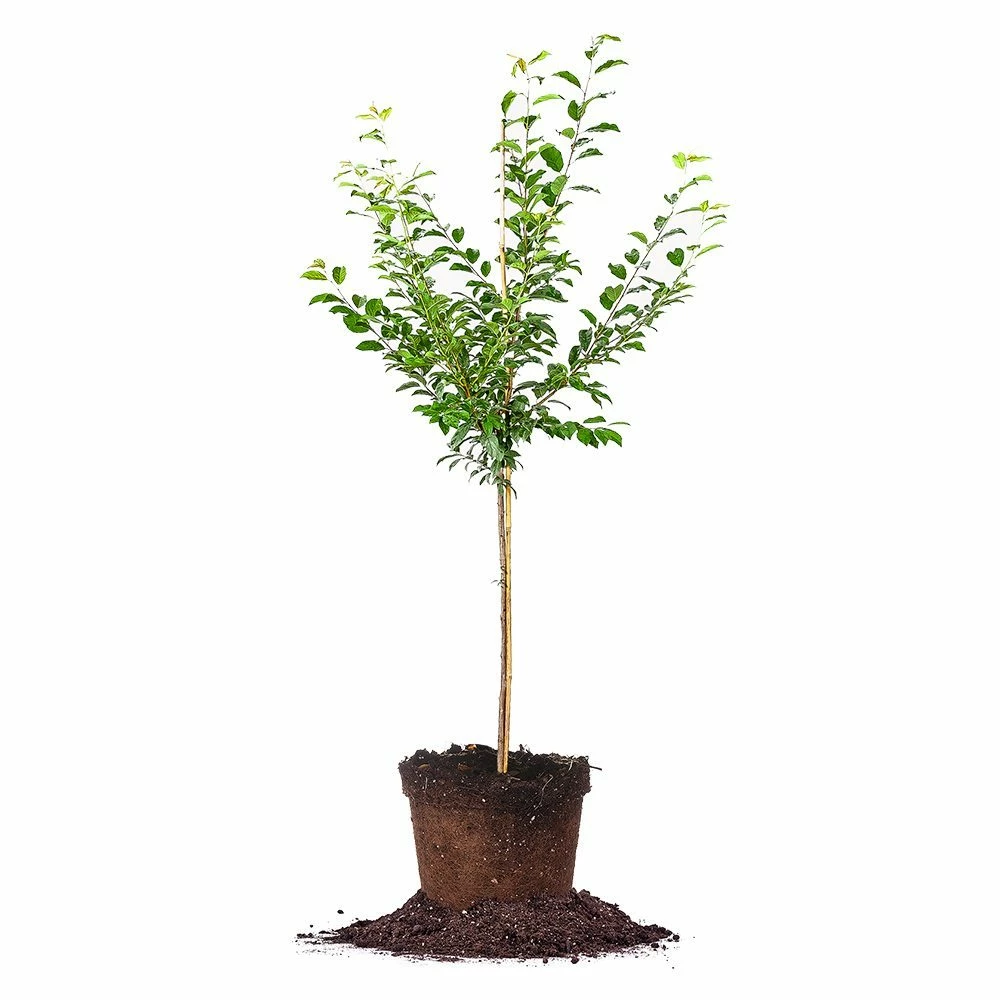 Perfect Plants Methley Plum Tree Plum Trees 1 Perfect Plants Methley Plum Tree Plum Trees