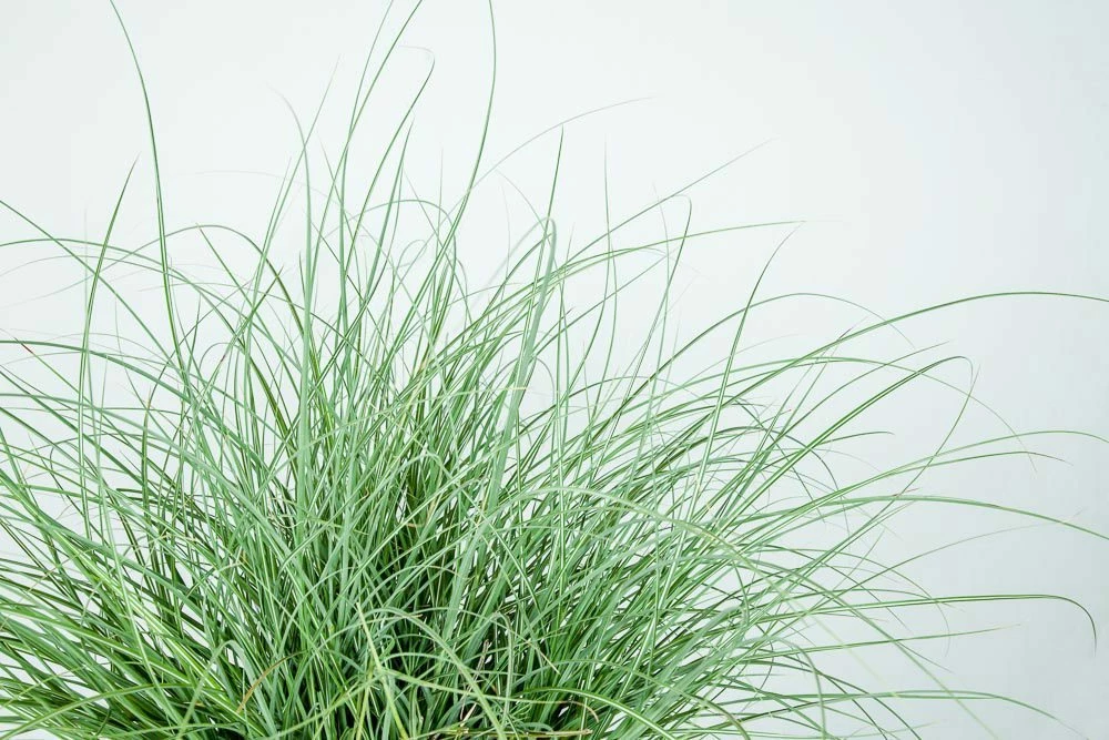 Perfect Plants Miscanthus Adagio Shrub Ornamental Grasses 5 Perfect Plants Miscanthus Adagio Shrub Ornamental Grasses