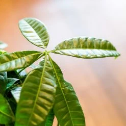 Perfect Plants All Houseplants Money Tree Plant