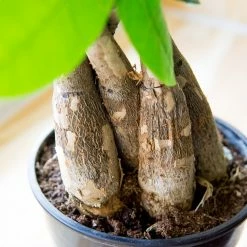 Perfect Plants All Houseplants Money Tree Plant