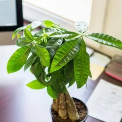 Perfect Plants All Houseplants Money Tree Plant