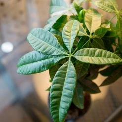 Perfect Plants All Houseplants Money Tree Plant