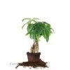 Perfect Plants All Houseplants Money Tree Plant