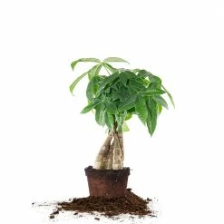 Perfect Plants All Houseplants Money Tree Plant