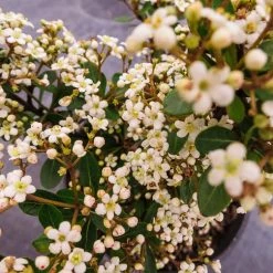 Perfect Plants Mrs Schiller’s Delight Viburnum All Shrubs & Hedges