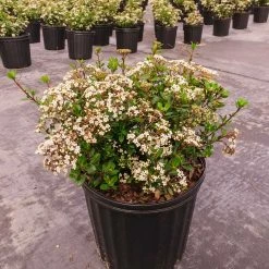 Perfect Plants Mrs Schiller’s Delight Viburnum All Shrubs & Hedges