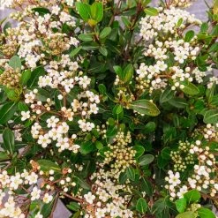 Perfect Plants Mrs Schiller’s Delight Viburnum All Shrubs & Hedges