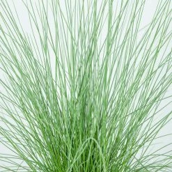 Perfect Plants All Shrubs & Hedges Dwarf Pink Muhly Grass Shrub