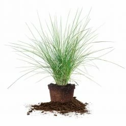 Perfect Plants All Shrubs & Hedges Dwarf Pink Muhly Grass Shrub