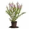 Perfect Plants Twilight Crape Myrtle Tree All Trees
