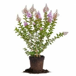 Perfect Plants Twilight Crape Myrtle Tree All Trees