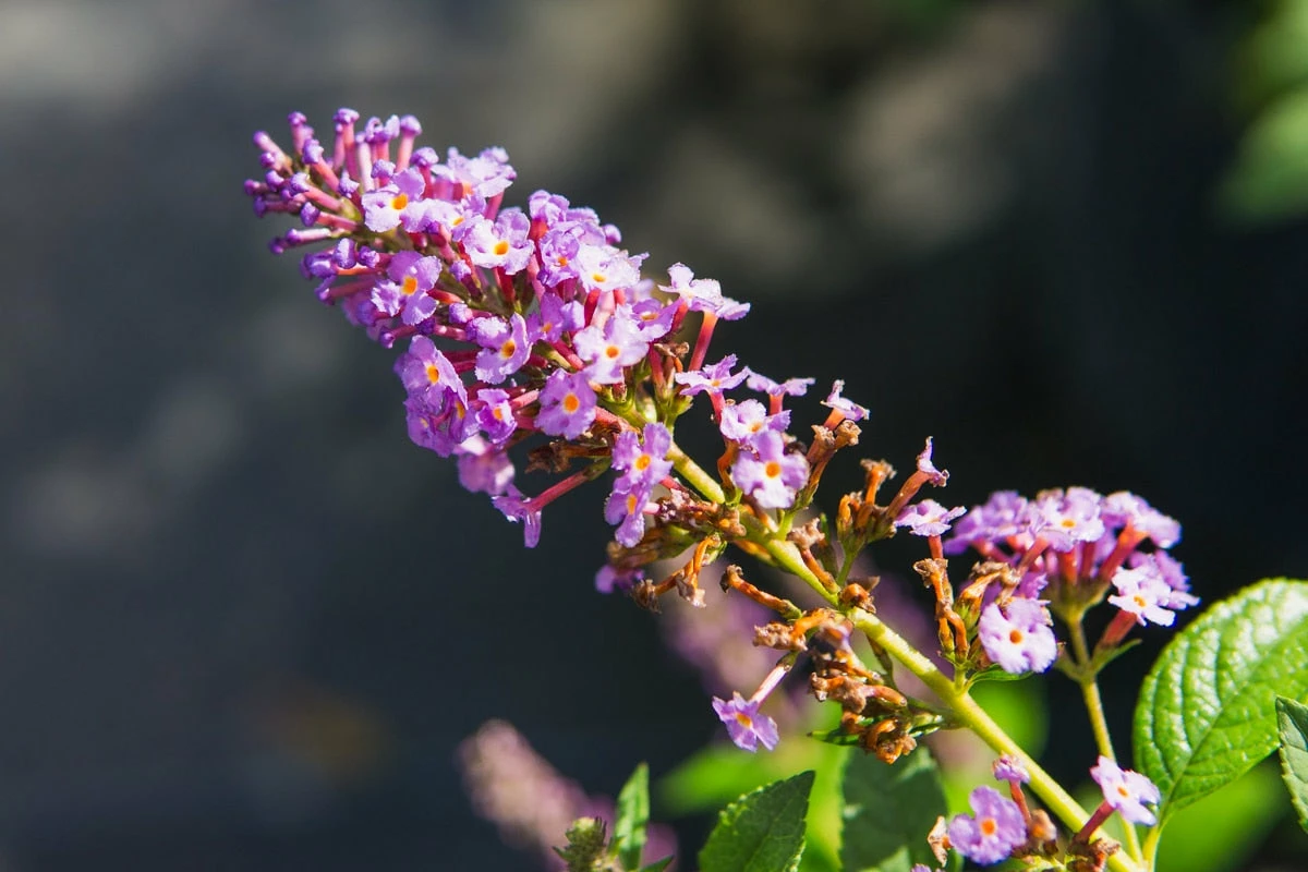 Perfect Plants Nanho Purple Butterfly Bush 2 Perfect Plants Nanho Purple Butterfly Bush
