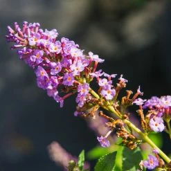 Perfect Plants All Shrubs & Hedges Buddleia Nanho Blue Butterfly Bush