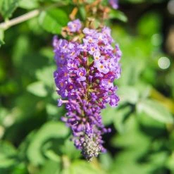 Perfect Plants Nanho Purple Butterfly Bush 5 Perfect Plants Nanho Purple Butterfly Bush