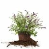 Perfect Plants Nanho Purple Butterfly Bush