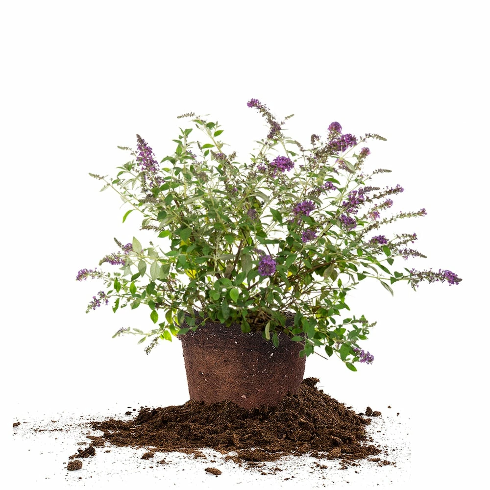Perfect Plants Nanho Purple Butterfly Bush 1 Perfect Plants Nanho Purple Butterfly Bush