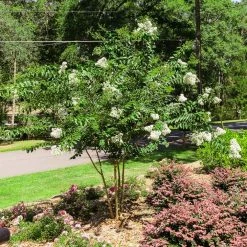 Perfect Plants Natchez Crape Myrtle Tree