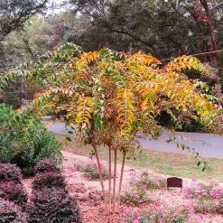 Perfect Plants Natchez Crape Myrtle Tree