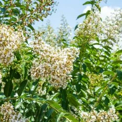 Perfect Plants Natchez Crape Myrtle Tree