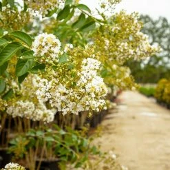 Perfect Plants Natchez Crape Myrtle Tree