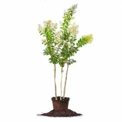 Perfect Plants Natchez Crape Myrtle Tree