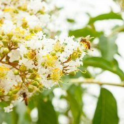 Perfect Plants Natchez Crape Myrtle Tree
