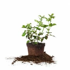 Perfect Plants Navaho Blackberry Bush