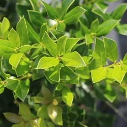 Perfect Plants Needlepoint Holly