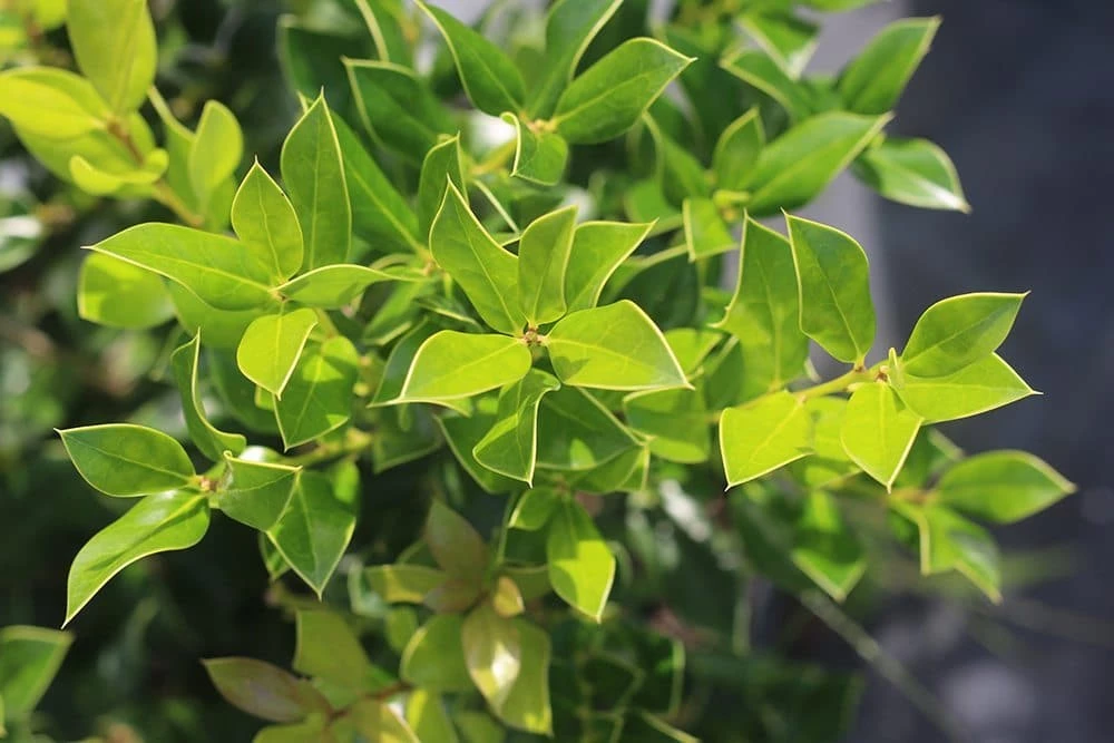 Perfect Plants Needlepoint Holly 2 Perfect Plants Needlepoint Holly