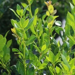 Perfect Plants Needlepoint Holly 9 Perfect Plants Needlepoint Holly