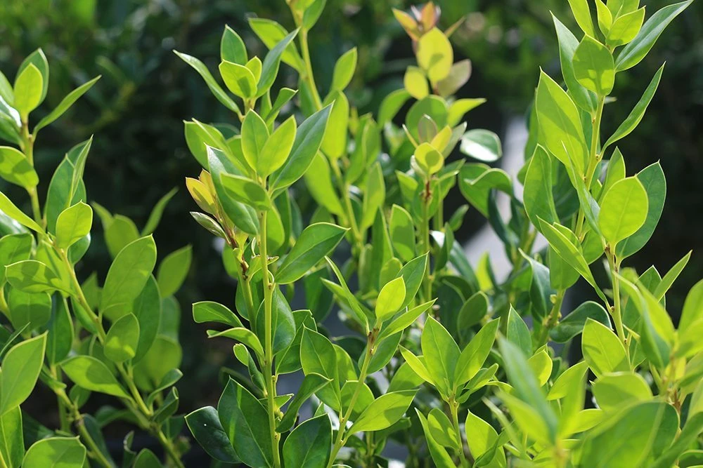 Perfect Plants Needlepoint Holly 3 Perfect Plants Needlepoint Holly