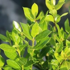 Perfect Plants Needlepoint Holly 10 Perfect Plants Needlepoint Holly