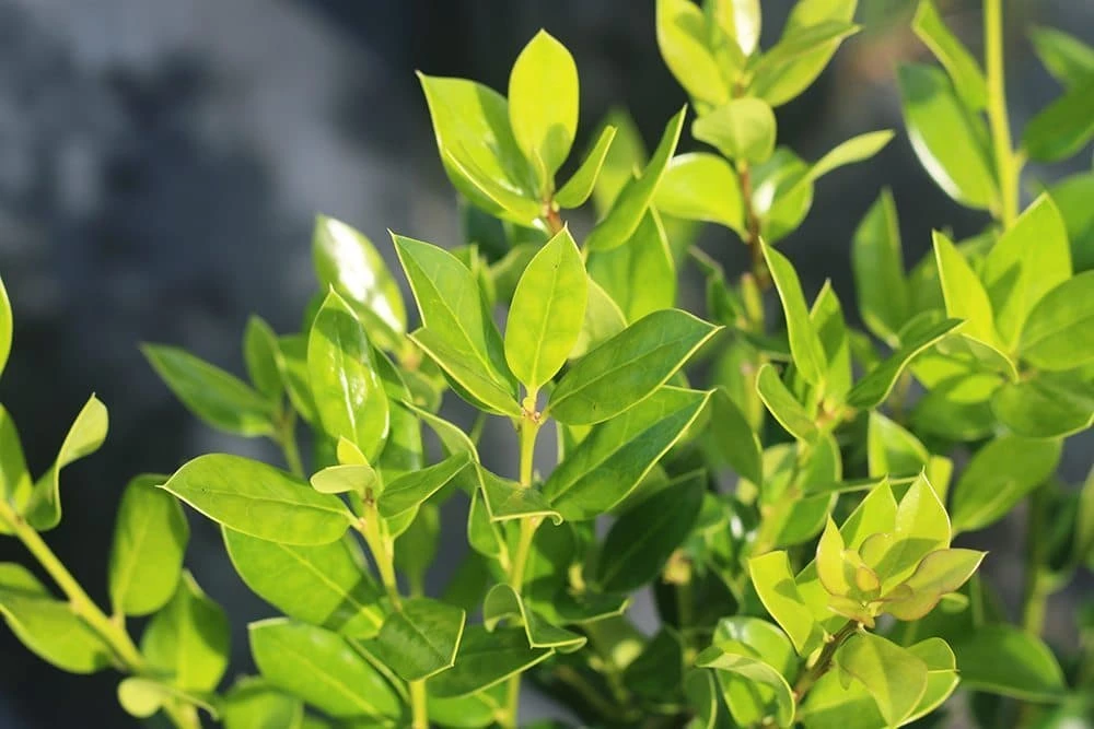 Perfect Plants Needlepoint Holly 4 Perfect Plants Needlepoint Holly