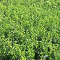 Perfect Plants Needlepoint Holly 11 Perfect Plants Needlepoint Holly