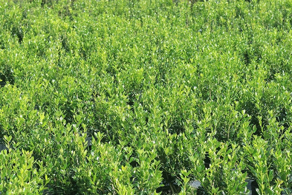 Perfect Plants Needlepoint Holly 5 Perfect Plants Needlepoint Holly