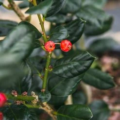 Perfect Plants Nellie Stevens Holly