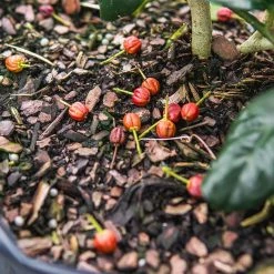 Perfect Plants Nellie Stevens Holly