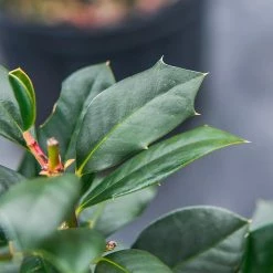 Perfect Plants Nellie Stevens Holly