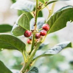 Perfect Plants Nellie Stevens Holly