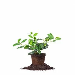 Perfect Plants Nellie Stevens Holly