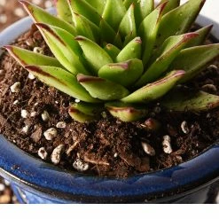 Perfect Plants Succulent & Cactus Soil |View All
