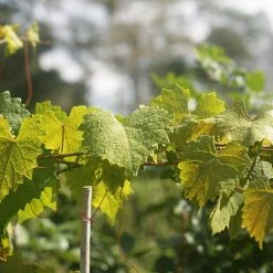 Perfect Plants Noble Muscadine Grape Vine Shrub 6 Perfect Plants Noble Muscadine Grape Vine Shrub