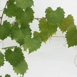 Perfect Plants Noble Muscadine Grape Vine Shrub 7 Perfect Plants Noble Muscadine Grape Vine Shrub