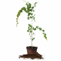 Perfect Plants Noble Muscadine Grape Vine Shrub