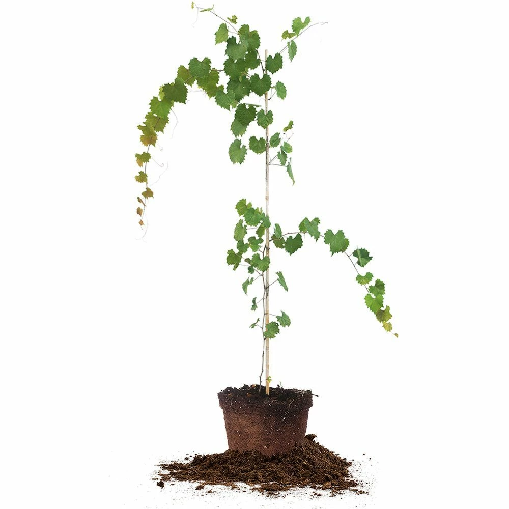 Perfect Plants Noble Muscadine Grape Vine Shrub 1 Perfect Plants Noble Muscadine Grape Vine Shrub